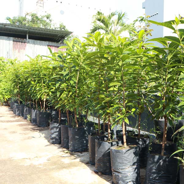 Vườn ươm cây giống - Công Ty Cổ Phần Sài Gòn Hoa